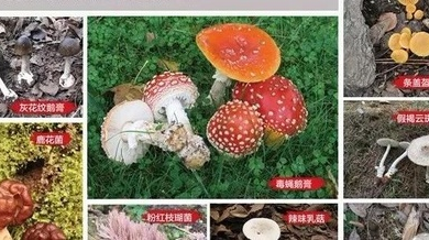 扩转 | 有毒蘑菇科普展