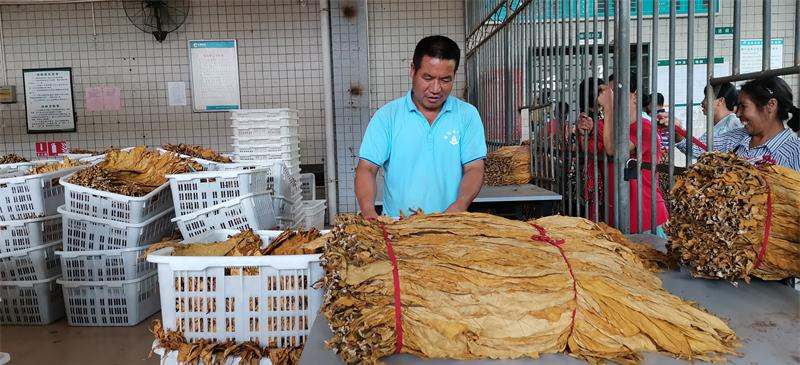 桂阳19.3万亩烤烟开秤收购
