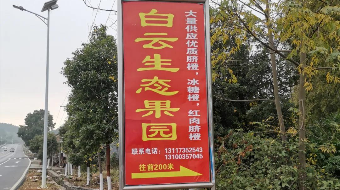 【e农行动】急！急！急！桂阳仁义6万斤冰糖橙滞销，果农心急如焚，请大家帮帮他们！