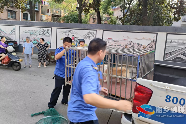 [望春门街道]依法文明养犬 共建和谐家园