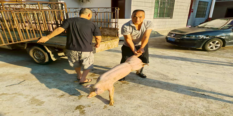 [金石镇]产业帮扶助力乡村振兴