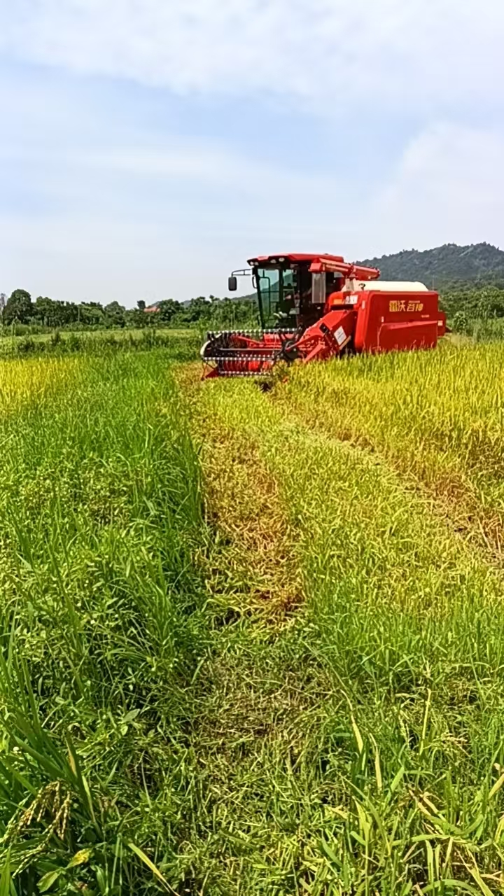 川山坪镇燕塘村1600余亩早稻开镰