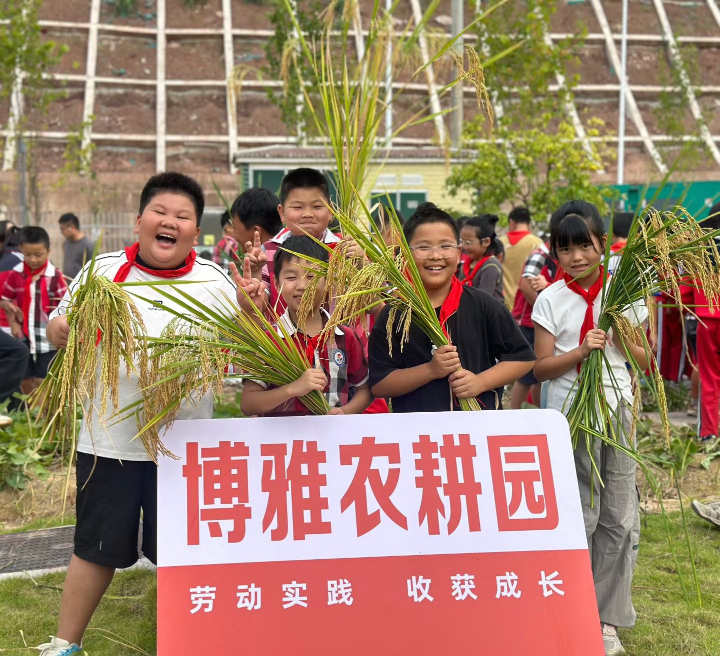 澧源镇第三小学开展秋收农耕实践活动