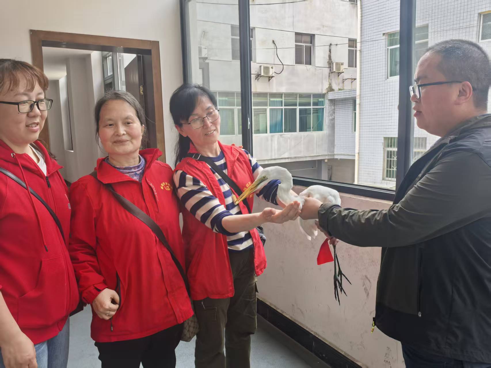 新晃志愿者暖心救助国家二级保护动物白鹭