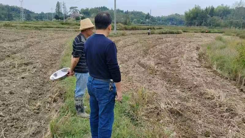 花岩溪镇：不误农时，绿肥油菜播种忙