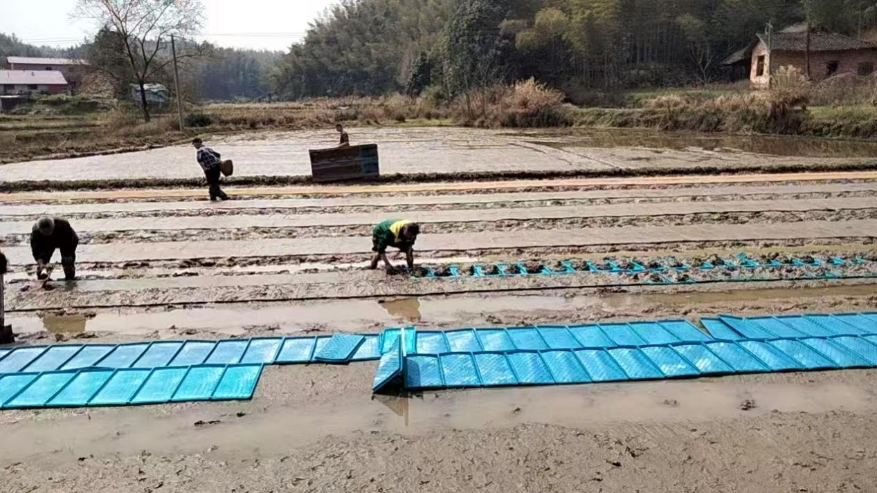 花岩溪镇：早稻生产抢农时 农机农技双护航