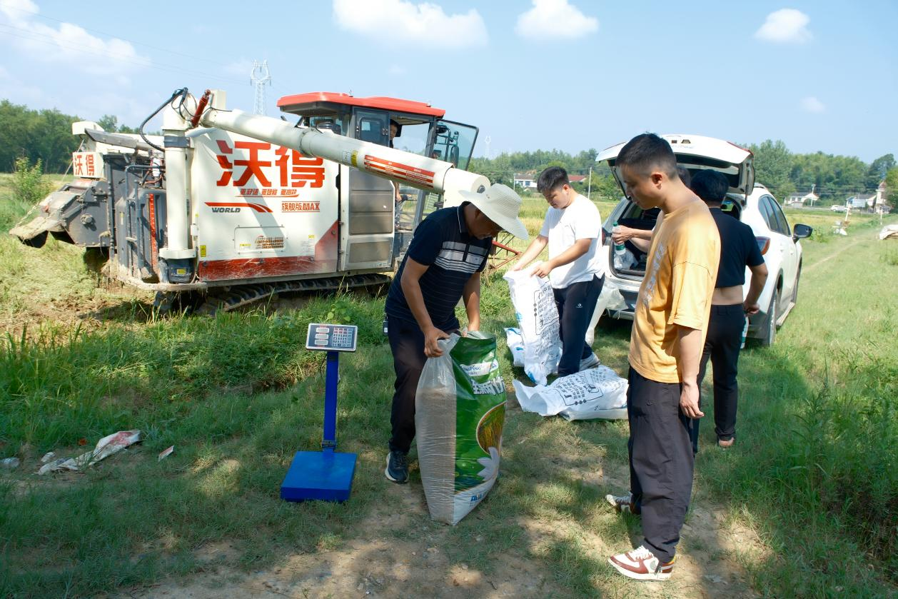 花岩溪镇：亩产破千斤 捷报振人心
