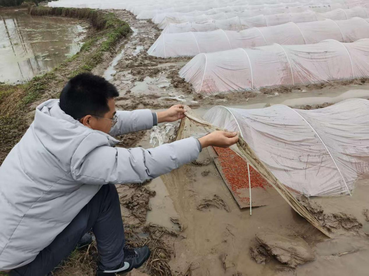 花岩溪镇：阴雨不误农时 农技护航春耕
