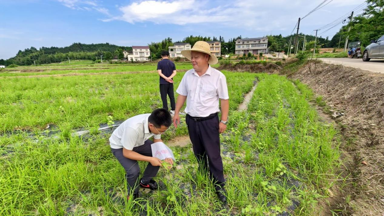 花岩溪镇：农技入田送良方 筑牢花岩溪棉花丰收底色