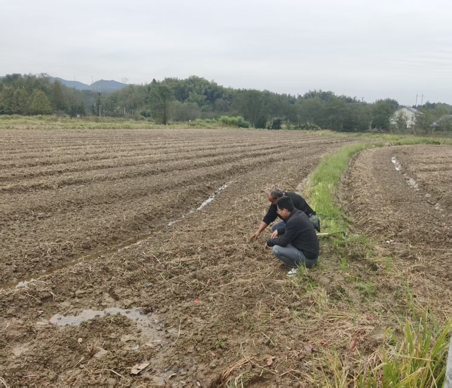 花岩溪镇：农技下乡田间“把脉”，抢抓时节指导油菜育苗移栽