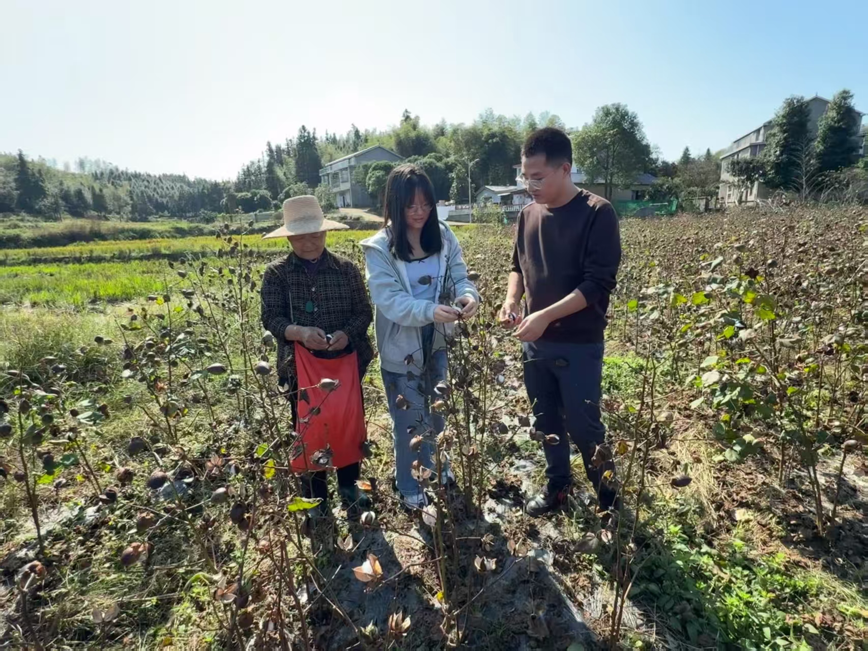 花岩溪镇百亩棉花示范片喜获丰收 旱地种棉开出致富花