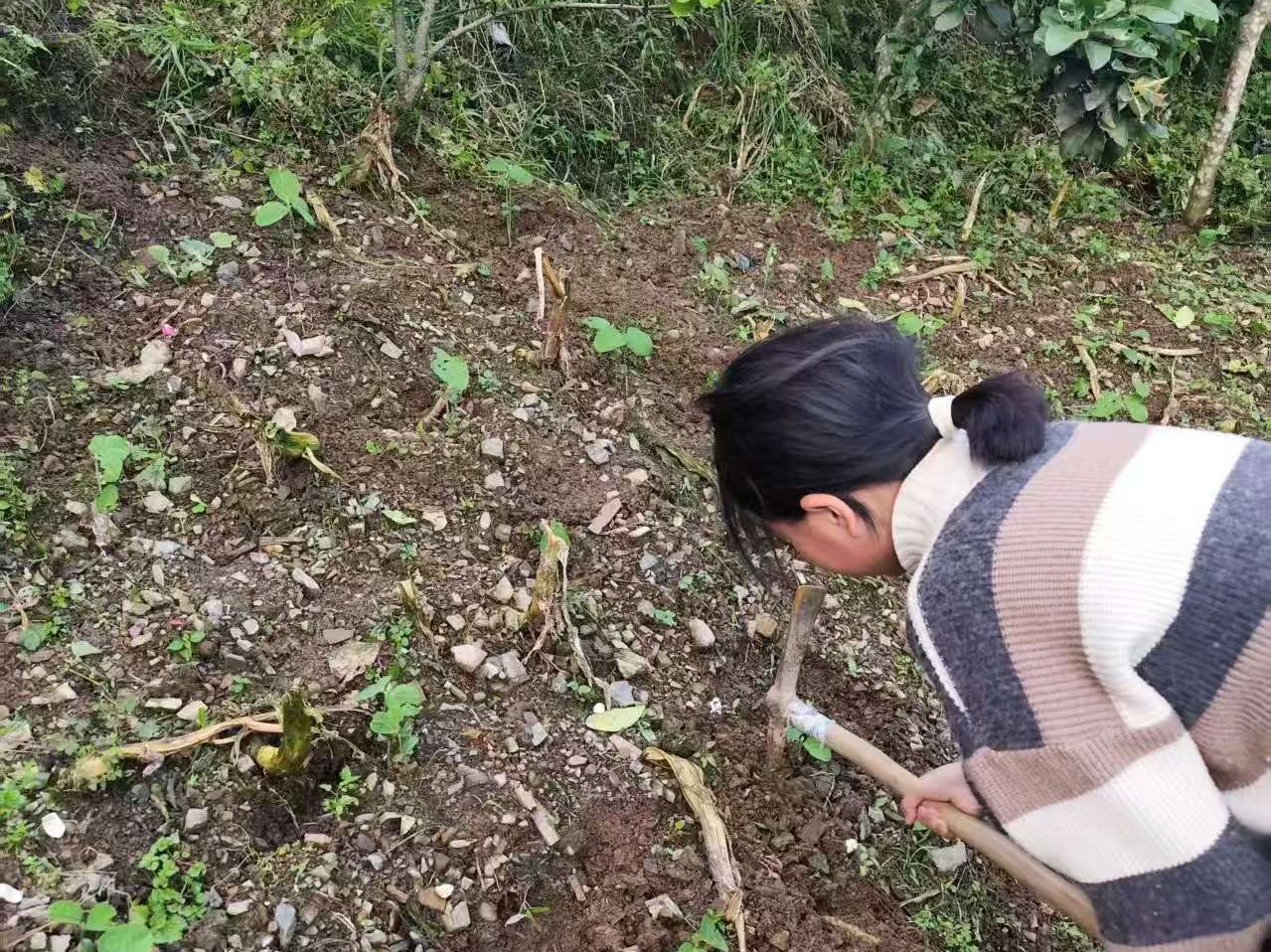 以劳润心 以行践知——默戎镇九年一贯制学校五一劳动教育实践活动走深走实