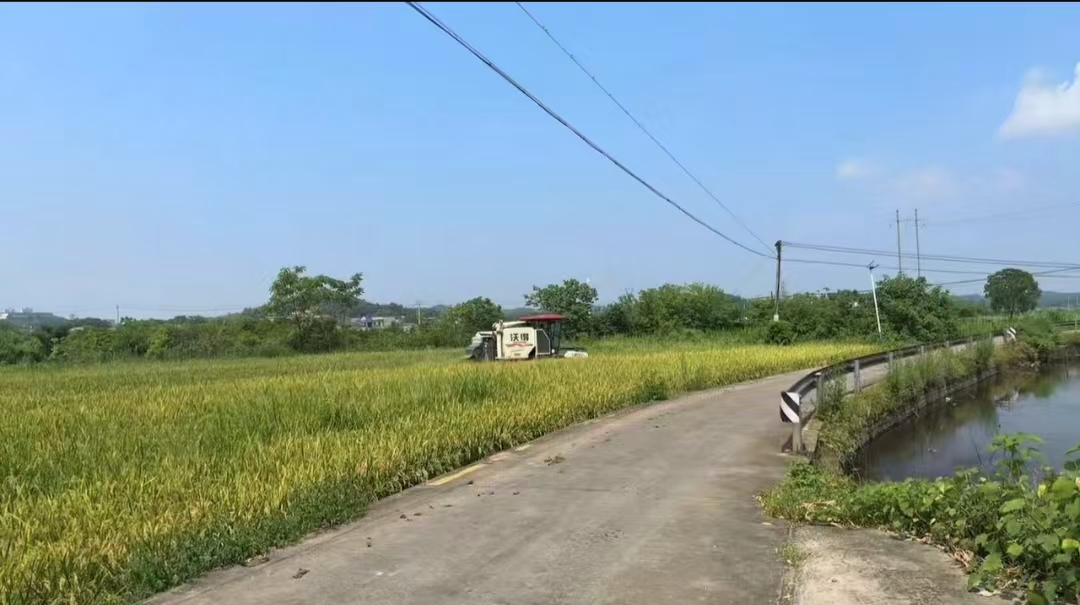 【乡村振兴】雨湖区响水乡：早稻收割 奏响丰收乐章