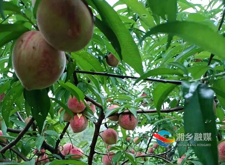 “桃”醉其中！棋梓镇连云村的水蜜桃熟了