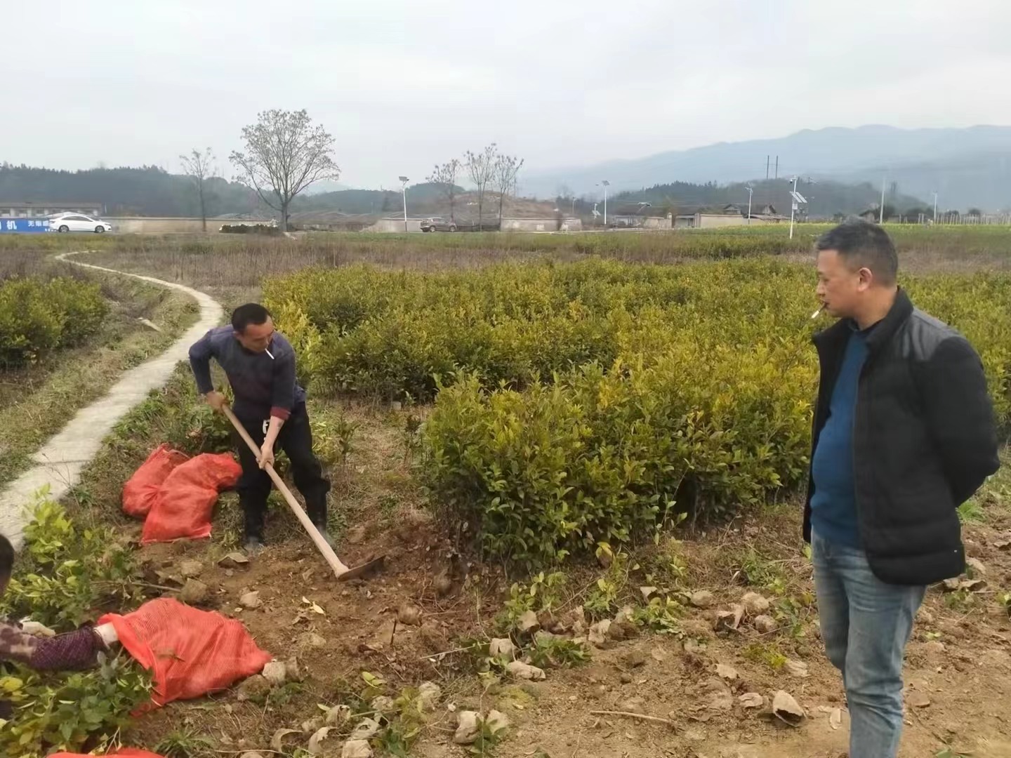 中方县袁家镇：春耕油茶种植忙，乡村振兴正当时