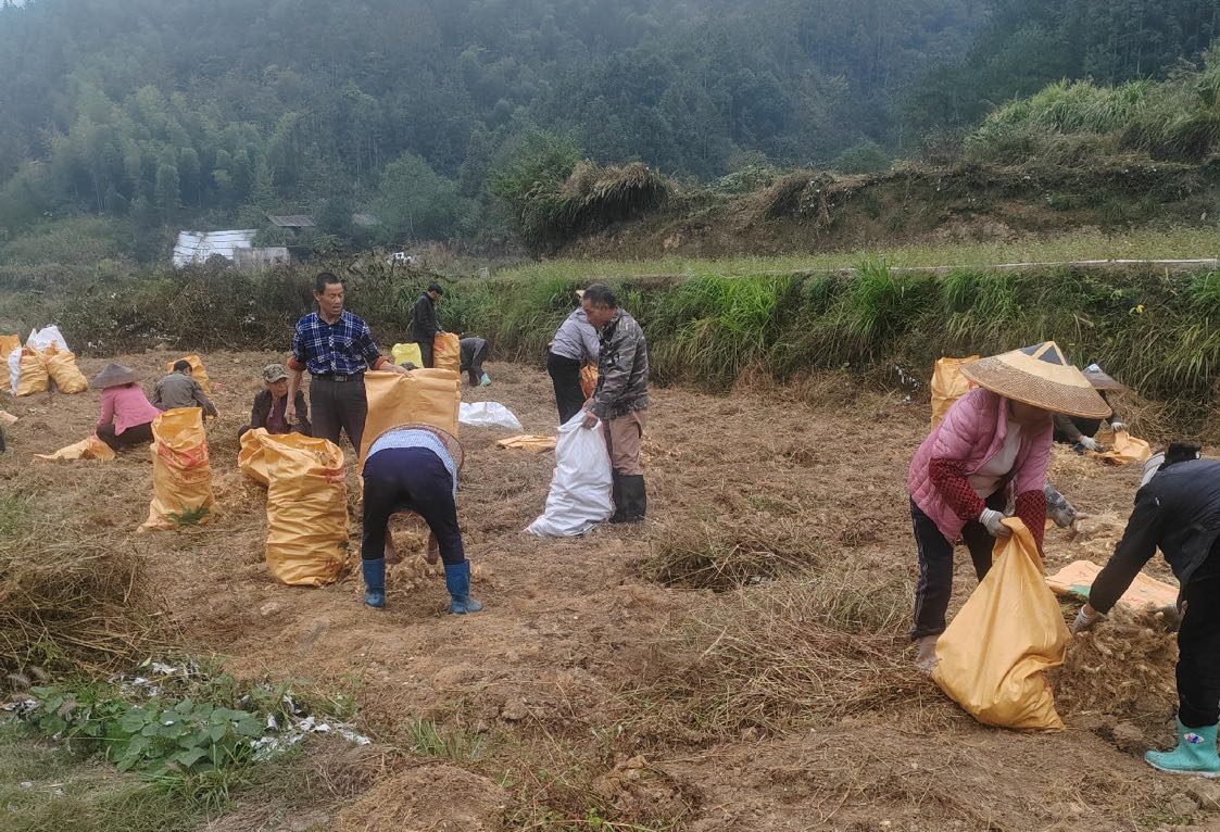 中方县铜湾镇：玉竹丰收采摘忙  村企合作铺就致富路