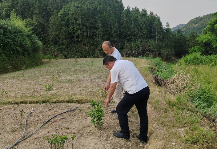 中方县铜湾镇丁家村：药香飘出大山  “药箱子”变成“钱袋子”