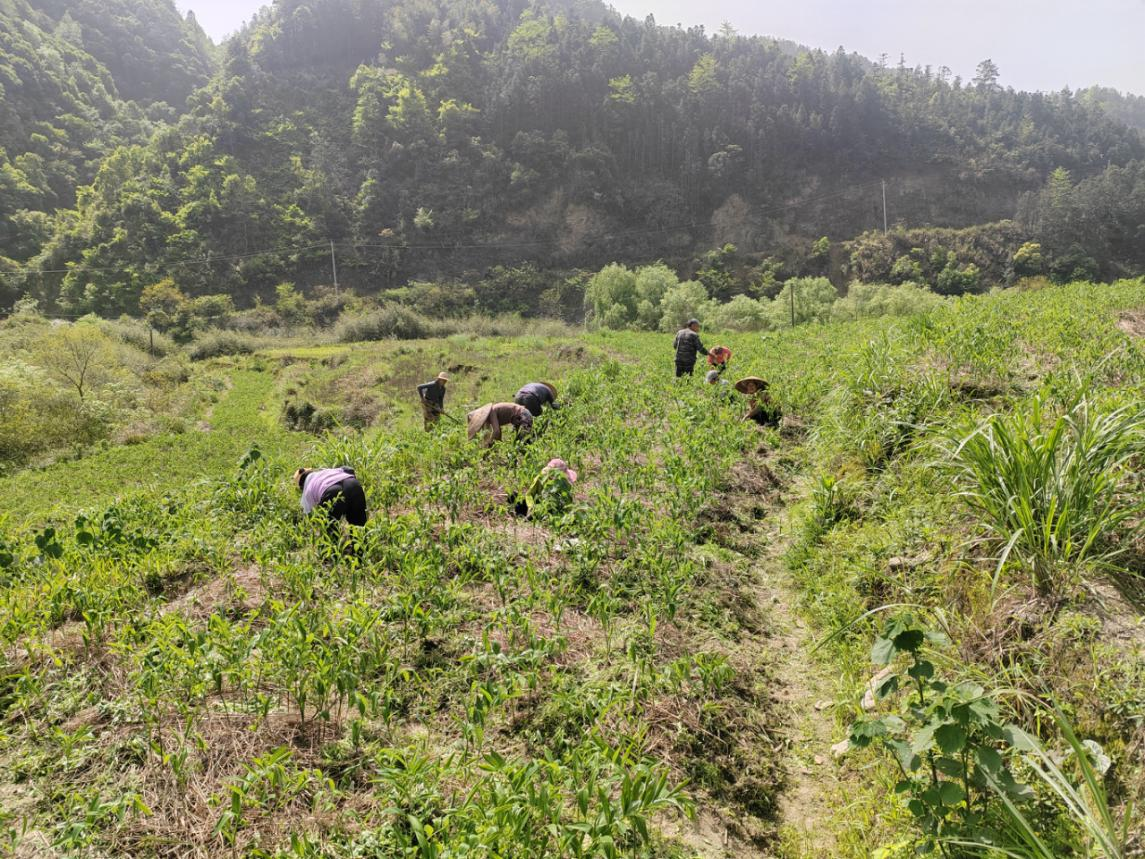 中方县铜湾镇丁家村：除草护玉竹 管出好“钱景”