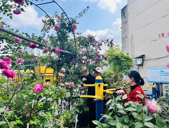 盤龍社區(qū)：居民齊心共治打造“共享花園”