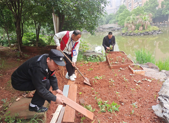 寶塔社區(qū)：居民代表齊上陣 清理菜園促治理