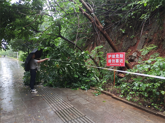 寶塔社區(qū)及時(shí)清理折樹 保障居民出行暢通