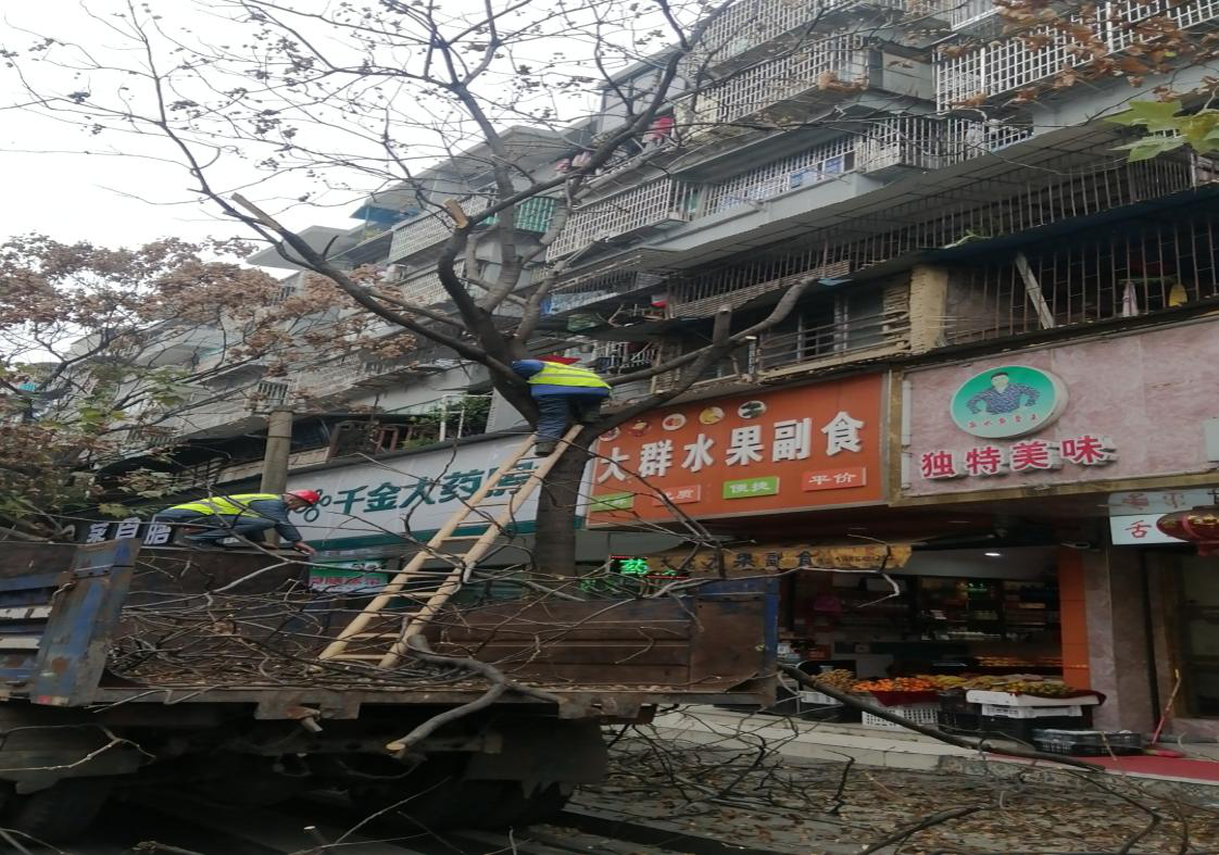 潇湘街道演武坪社区：修剪树木换新颜，解决居民烦心事