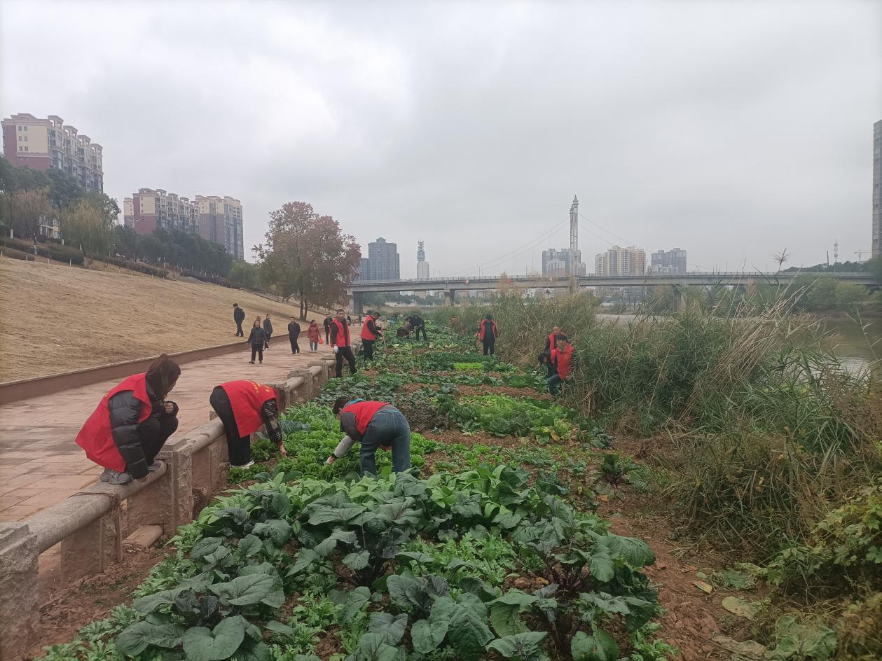 黄沙湾街道：进步社区开展沿河菜地清理整治工作