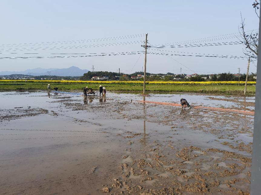 黄沙湾街道灵官庙村：春耕备耕正当时，田间早稻育秧忙