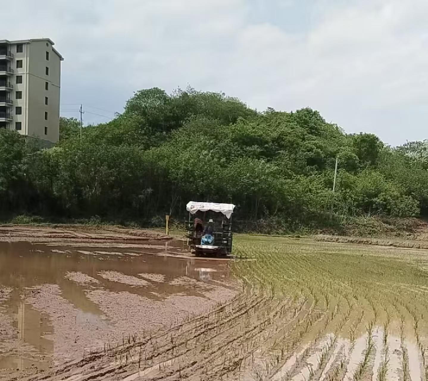 黄沙湾街道：朝阳村全面开展早稻插秧工作，开启丰收新征程