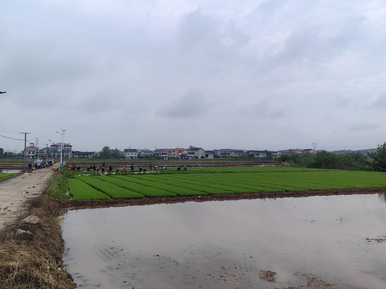 黄沙湾街道灵官庙村：不负春光抢农时，田间早稻插秧忙