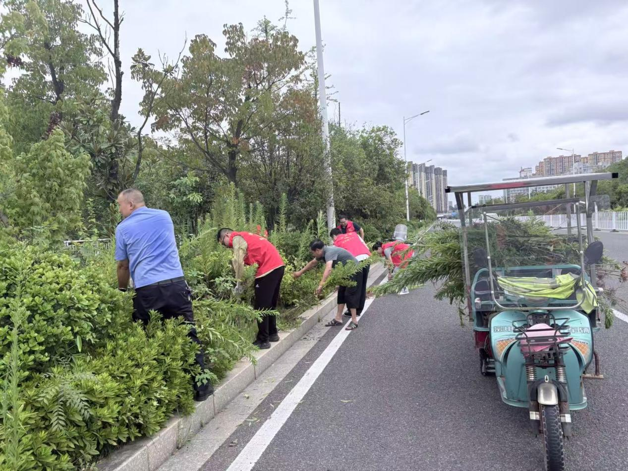 清除入侵杂草 守护生态家园——黄沙湾街道朝阳村开展加拿大一枝黄花专项清理行动