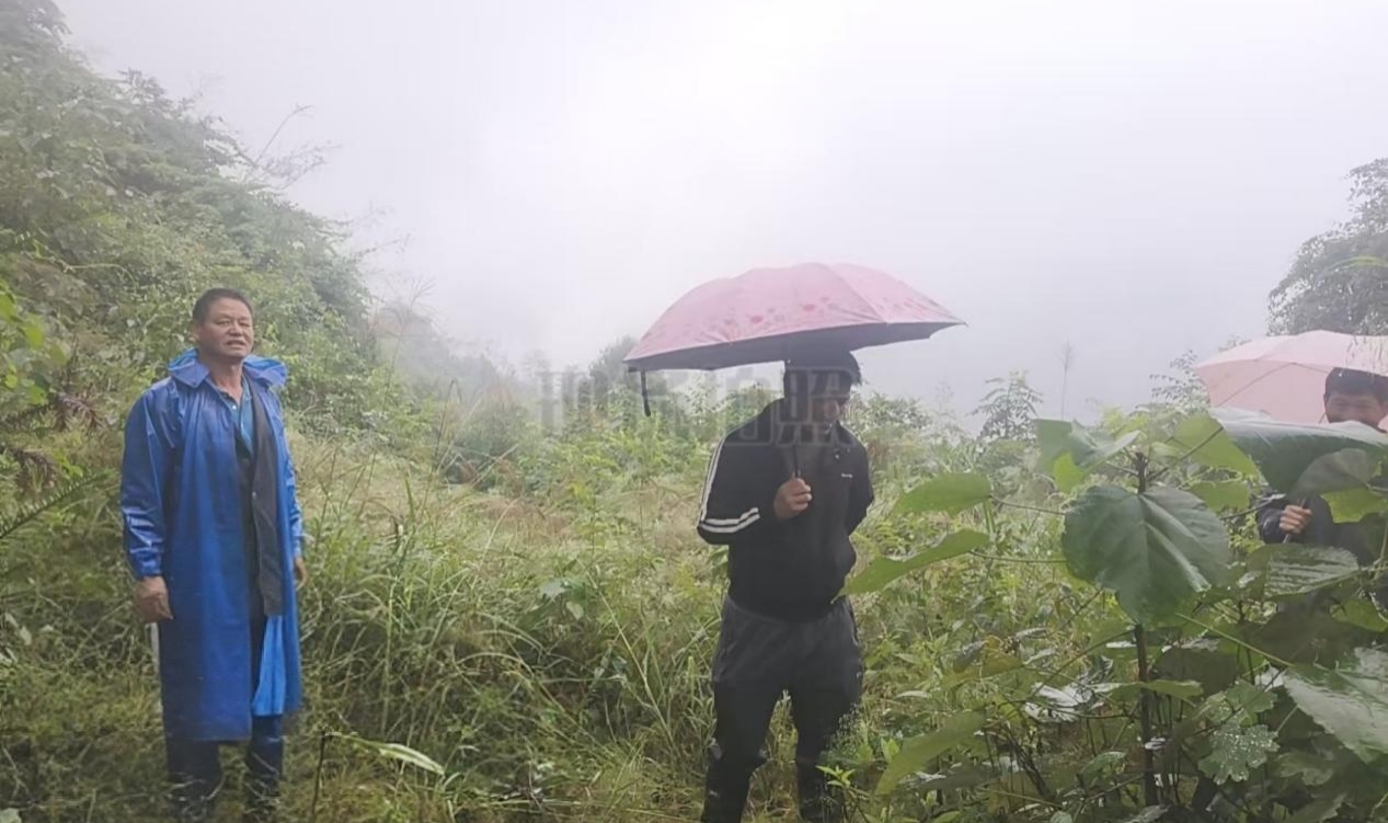 大忠桥镇：林长制绘就生态富民新图景