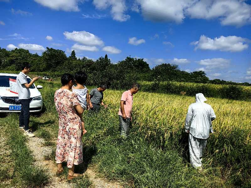 祁阳大村甸镇：农业保险为受灾农户撑起“保护伞”
