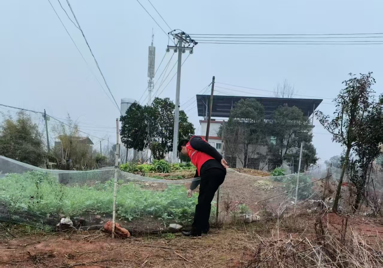 祁阳大村甸镇：禁种铲毒不停歇 全面踏查守净土