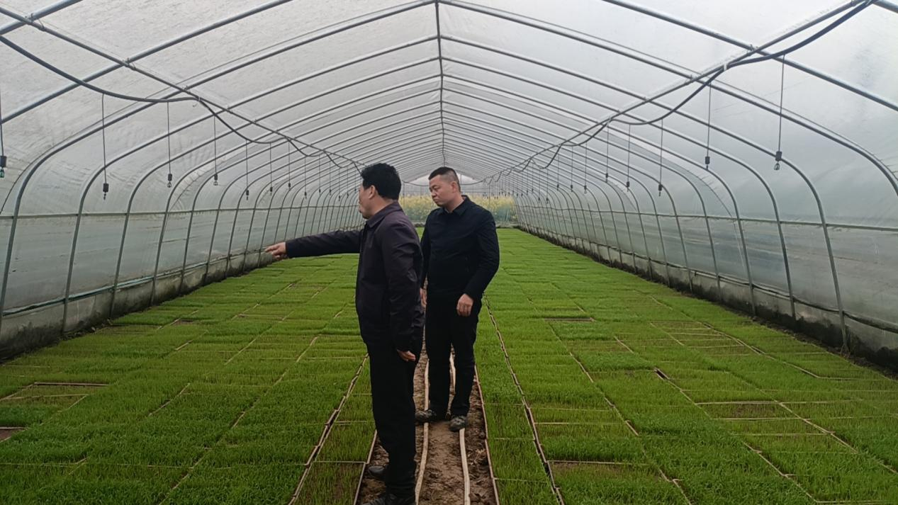 祁阳市肖家镇：着力打造万亩“早专晚优”双季稻高质高效示范样板
