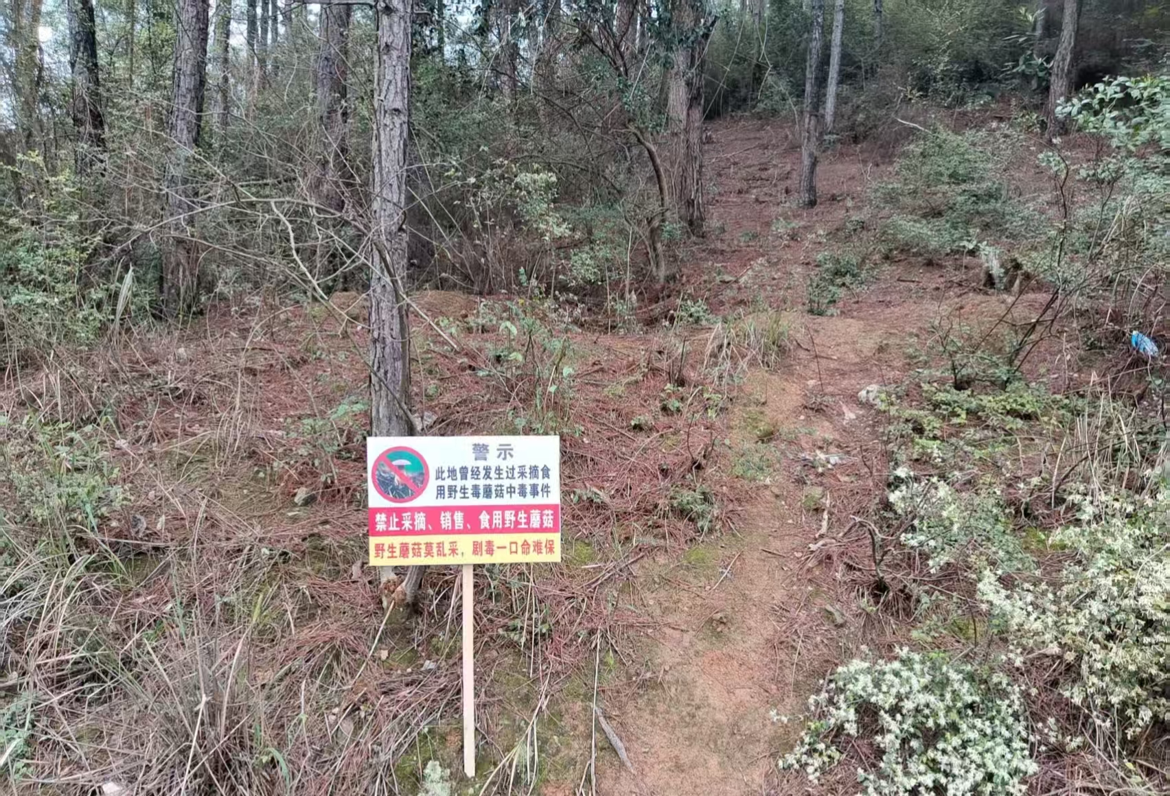 文富市镇：筑牢防线 严防野生蘑菇中毒