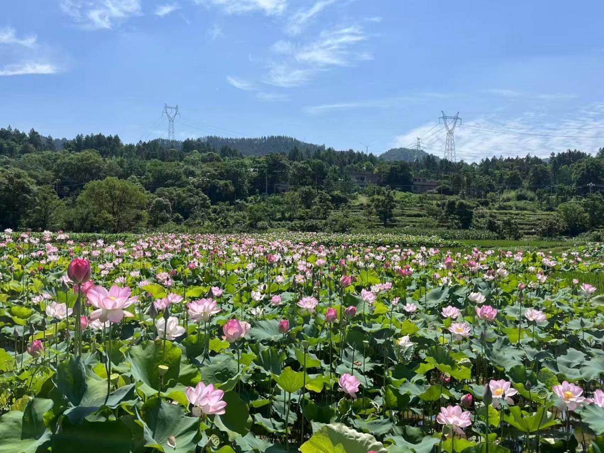 祁阳元家庙村：600亩荷塘绽放乡村振兴致富花