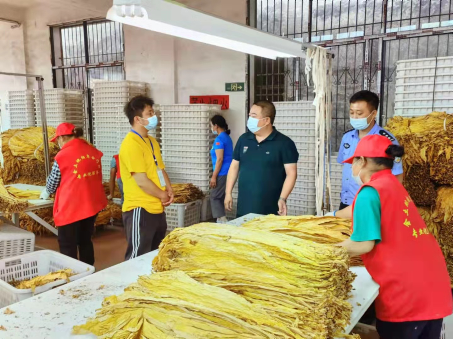 人潮溪镇：金叶飘香致农富  烟叶开秤收购忙