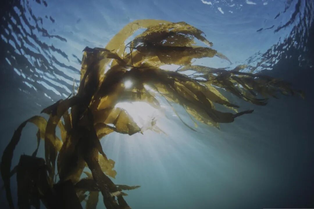 kelp-6967234.jpg