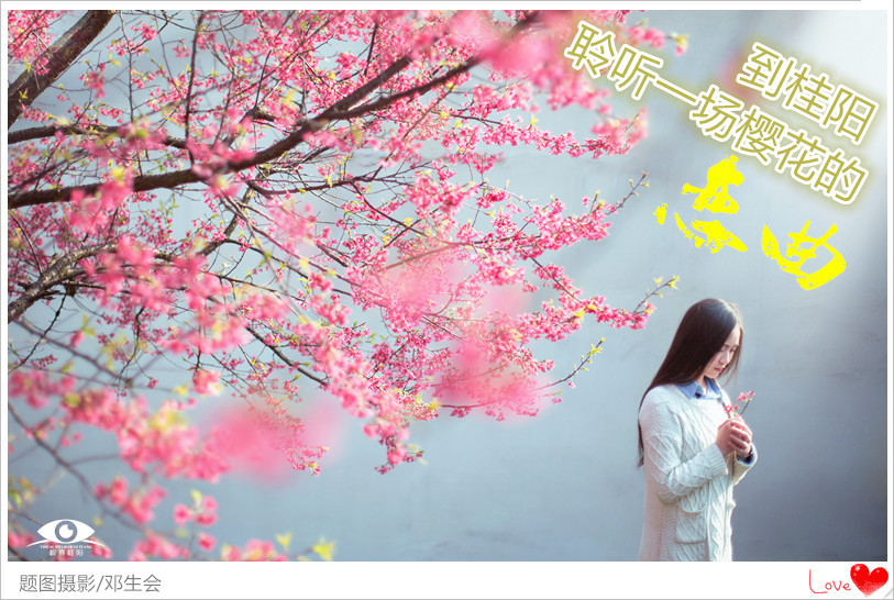 到桂阳聆听一场樱花的恋曲