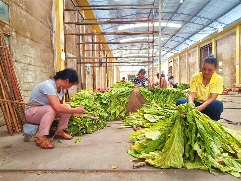 我县各地进入烟叶烘烤末期
