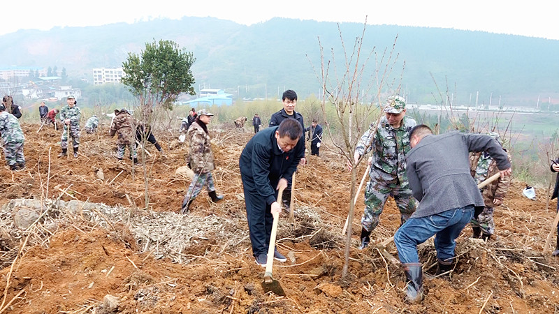 我县启动2019年全民义务植树活动