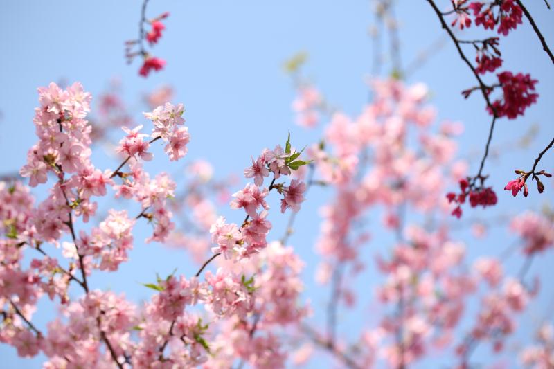 樱花烂漫喜迎春—— “福运2019•樱你而来”桂阳县第四届樱花节开幕