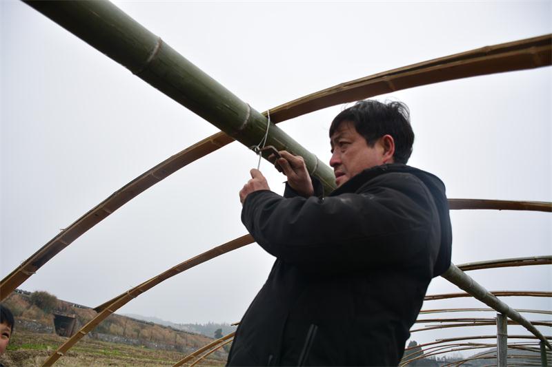 贫困户徐红代勤劳致富变身种植大户