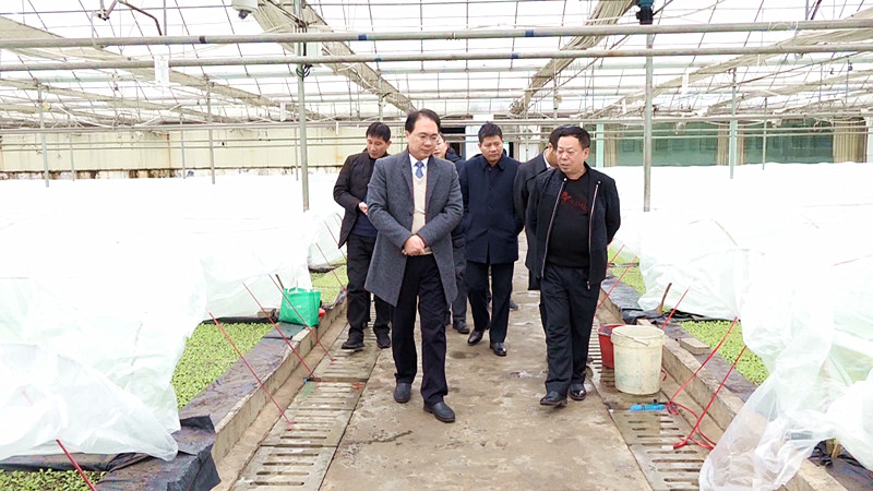 朱阳辉深入仁义镇调研指导工作