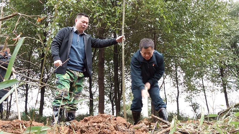 县四家领导参加义务植树活动