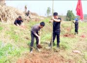 太和镇组织开展党员义务植树活动