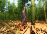 樟市镇：尖尖雷竹笋“撑开”绿色增收路