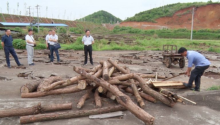 我县开展松木经营加工清理专项行动