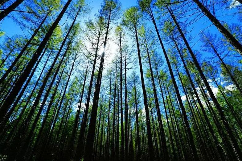 【壮丽70年.奋斗新时代】这位“硬核”老人26年绿化荒山3000亩